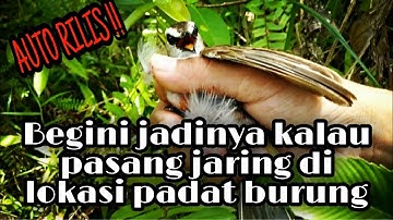 Mikat burung liar || Semuanya terpaksa di rilis karena bukan target