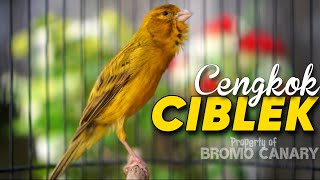 Kenari Isian Ciblek || MASTERAN Kenari Paud Agar Cepet Bunyi Dan Gacor