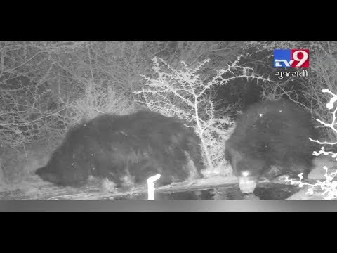 Bear terror haunts Banaskantha residents | Tv9News