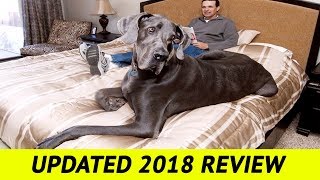 Top 10 Biggest Dog Breeds in the World: Updated Review 2018