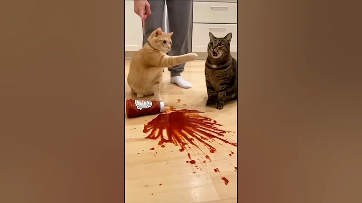 Video 11350781: cats funny pets animals, cat dog animals pets, pets hilarious cat, cat pets cute animals, cat fails funny pets, hilarious cat vs dog