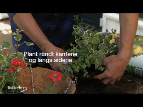 Video: Hvordan planter du Trillium frø?