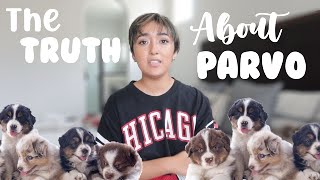 SAVE YOUR DOG FROM PARVO | EVERYTHING YOU NEED to KNOW… by Alpha Aussies 230 views 9 months ago 8 minutes, 43 seconds