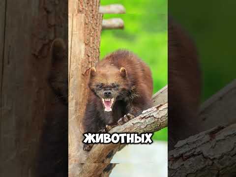 Росомаха — безбашенный зверь Севера #знания #животные #хочуфакты #топ #факты