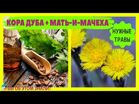 Кора дуба + Мать-и-мачеха