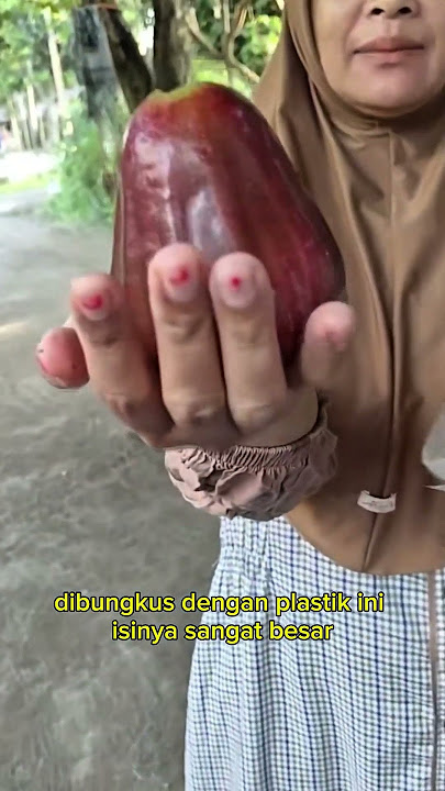 panen jambu citra #shorts #budidayatanaman #buah #jambu #pertanian #berkebun #viral #harvest #garden