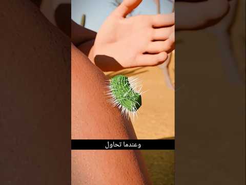 لماذا يلتصق شوك الصبار بالجلد