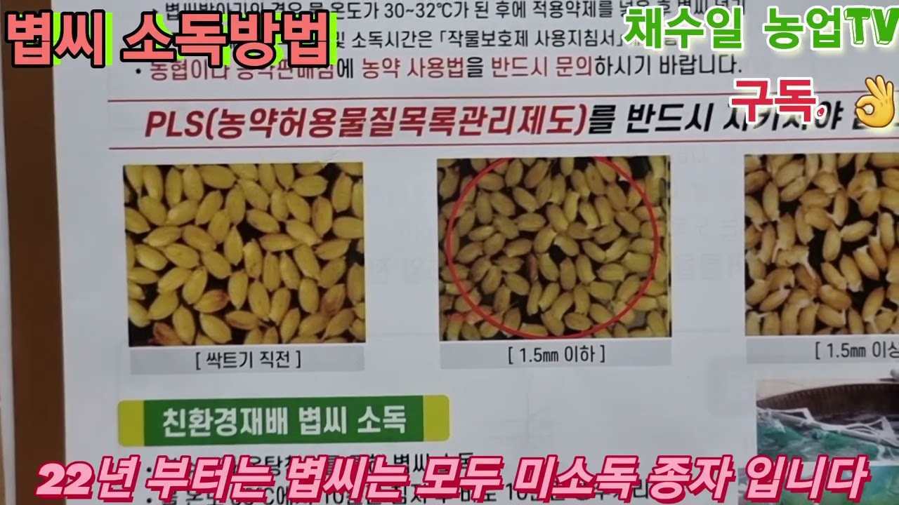 볍씨 소독방법~ 볍씨 종자 전염병 예방을 위하여~쌀농사 @Gangwon_State @Hoengseonggun@Wonju_City -  Youtube