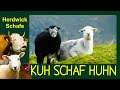 KUH SCHAF HUHN Folge 3: Herdwick Schafe im englischen Lake District Nationalpark, english sheep