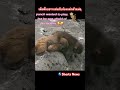 เมื่อพันซ์คุงอยากเล่นกับน้องกล้าๆกลัวๆ #พันซ์คุง #monkey #animals #punchkun #ลิงญี่ปุ่น