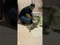 تدريب التواليت لجرو هاسكي عمره ٤٥ يوم 
