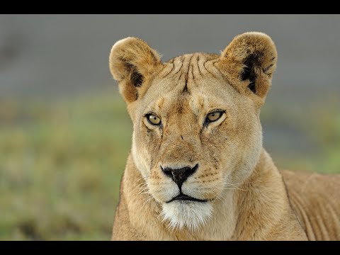 KRALİÇE (DİŞİ) ASLAN YAŞAM ÖYKÜSÜ TÜRKÇE ASLAN BELGESELİ (HAYVAN BELGESELİ)