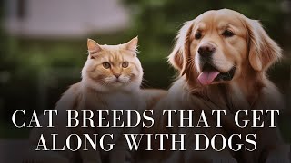 Cat Breeds That Get Along with Dogs by Pets Life 104 views 1 month ago 8 minutes, 2 seconds