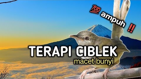 terapi ciblek macet bunyi ampuh