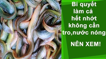 Cách làm sạch nhớt, bớt tanh CÁ CHẠCH siêu dễ mà không cần tro hay nước nóng