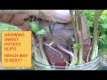 SWEET POTATO SLIPS **TWO WAYS TO GROW** SECRET TIP WHICH END GOES UP? (OAG)