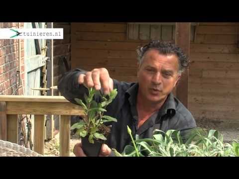 Video: Bergdennen Is Een Interessante Plant Voor Uw Tuin