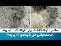 ماهي حقيقة اكتشاف أول عش للسلاحف البحرية ضخمة الرأس في شواطئ المهدية 