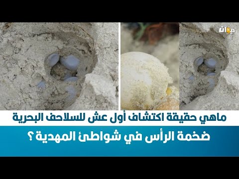 ماهي حقيقة اكتشاف أول عش للسلاحف البحرية ضخمة الرأس في شواطئ المهدية 