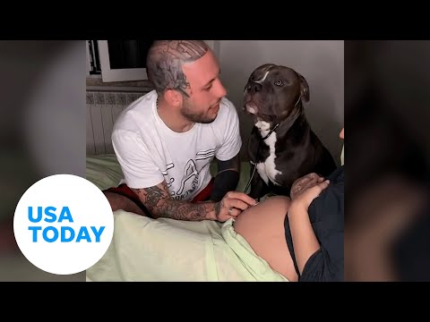 Dog listens to baby belly and covers mom with kisses | USA TODAY