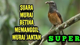 Murai batu betina memanggil jantan