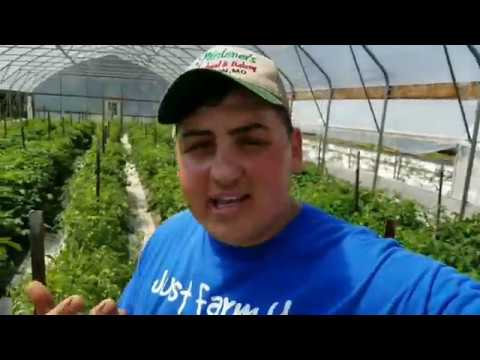 Why I ONLY grow Determinant Tomatoes/Tomato Plant Update