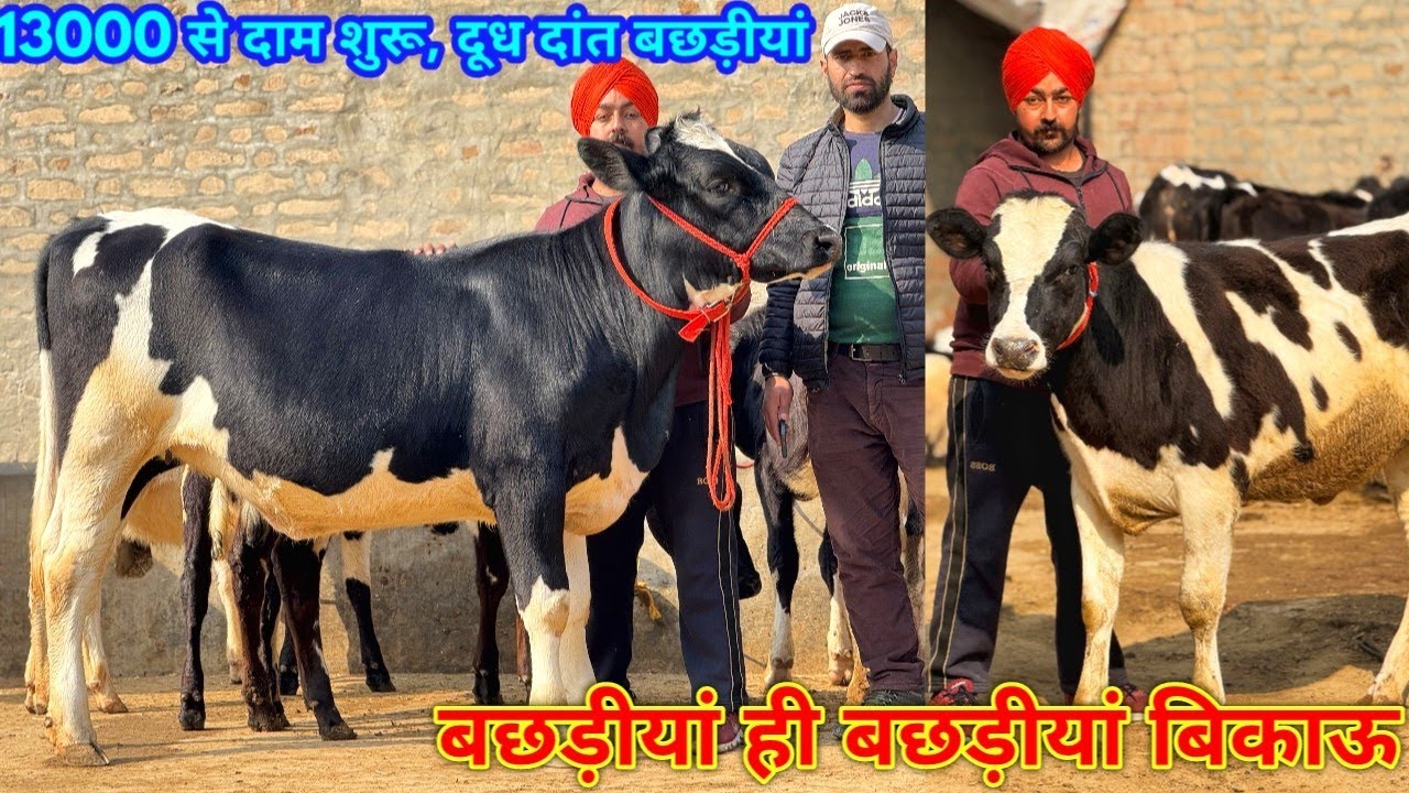 बछड़ीयां ही बछड़ीयां बिकाऊ। 13000 से दाम शुरू। Low price Heifers for sale in Moga Punjab