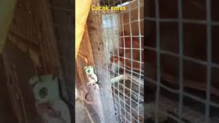 Download Lagu Burung cucak emas MP3