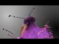 3D FRACTAL ANIMATION: "ALIEN PLANTS MORPH # 1" (3D FracWorld Series)