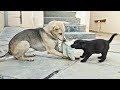 Can A Foster Mom Plays Like Real Mom with Puppy? || Cute Puppy Plays with Foster Mom || Shashimourya