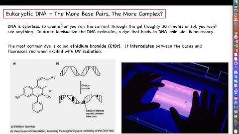 Intro to Biotechnology - Chapter 4 Lecture - Part 4 - Gel Electrophoresis and Visualizing DNA