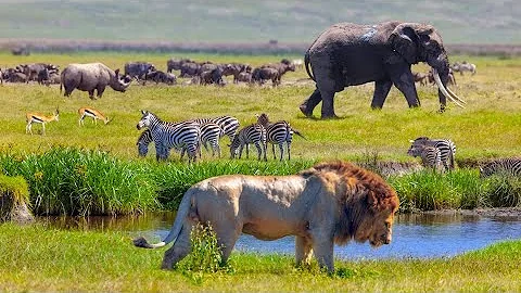 Lion Documentary - How Lions Hunt Their Prey | Wild Planet