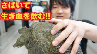 大乱闘 元気なスッポンをさばいて生き血を飲むよ Youtube