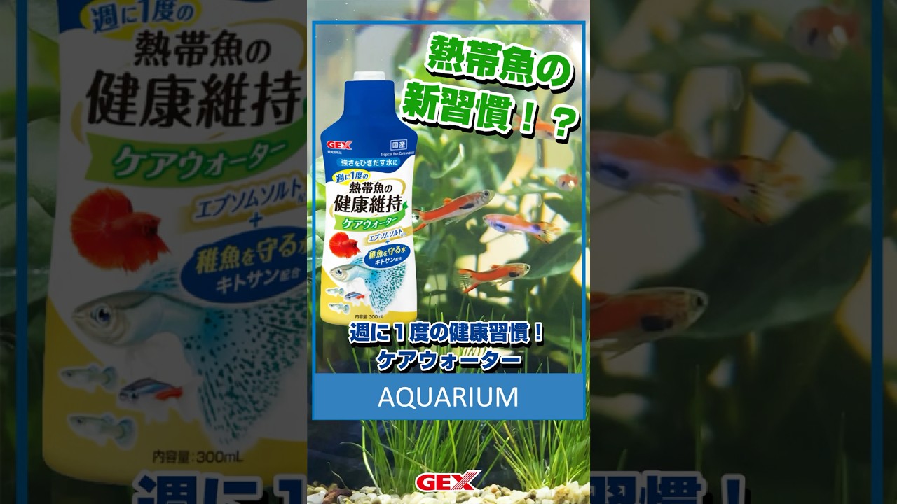 【熱帯魚の新習慣⁉】注目の成分「エプソムソルト」で熱帯魚の強さを引き出す水に！水換え時に追加するだけで健康維持✨