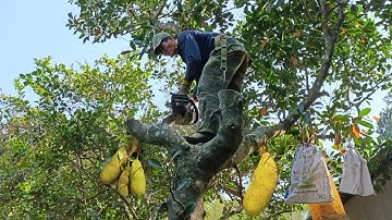 Cưa cây mít nghệ siêu trái .Cưa cây kỹ thuật cao