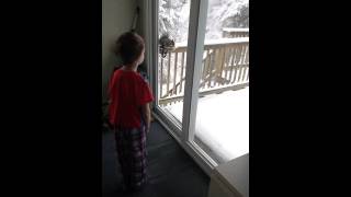 Jake trying not to spook the squirrel stealing seeds from our window mounted bird feeder.