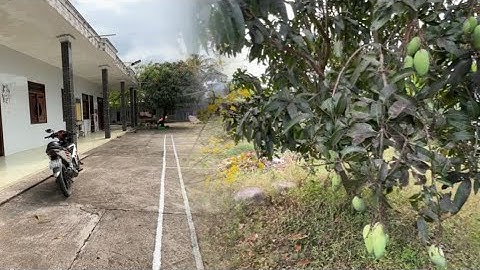 T.2539 bán ngôi nhà vườn miền Tây đường xe ô tô nhựa có 426m2 thổ cư mặt tiền rộng gần quốc lộ 1A