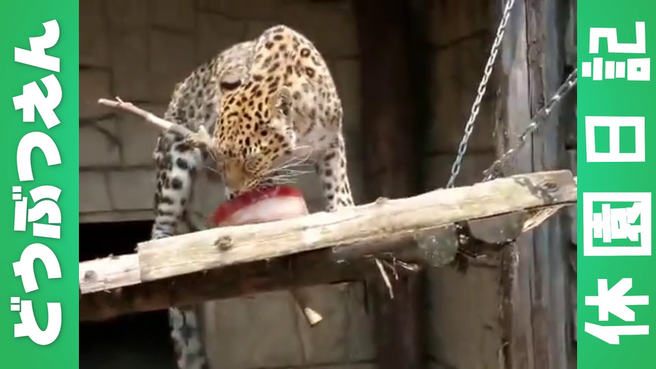 どうぶつえん休園日記スペシャルライブイベント　アムールヒョウの時間