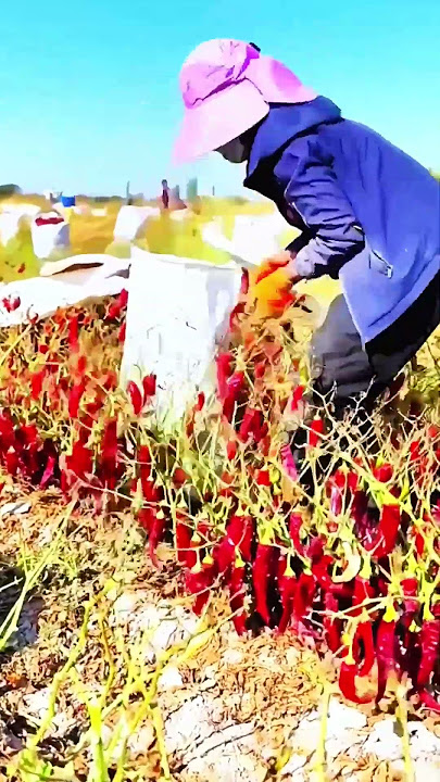 Harvesting Red Chili Peppers