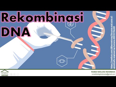 Video: Bagaimana enzim restriksi dan ligase digunakan dalam bioteknologi?