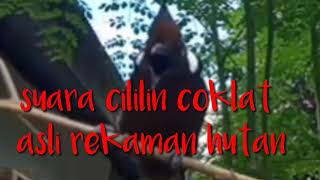 suara cililin cocok untuk pikat dan masteran burung anda