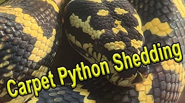 Carpet Python Shedding (Snake Shedding)