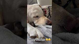 Labrador twitches during Sunday nappies #labrador #dog #puppy #cute #sunday # #funny