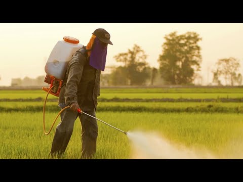 Vídeo: Diferencia Entre Herbicida E Insecticida