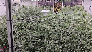 Day 25F, MACv2, Pie Dough, Superboof