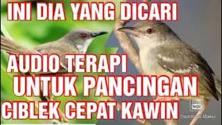 PANCINGAN SUARA CIBLEK KAWIN