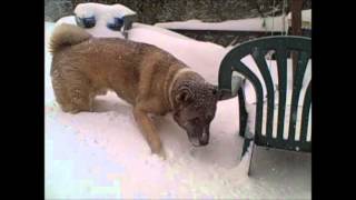 Snow Storm january 23 2016