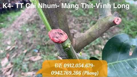 Ghép cải tạo bưởi Ruby