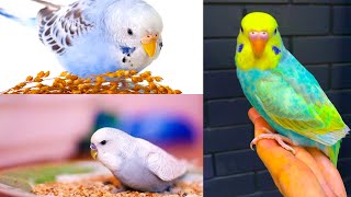 Budgies Hilarious Reactions & Activities | Singing Sounds Loudly  | Animal and bird aviaries