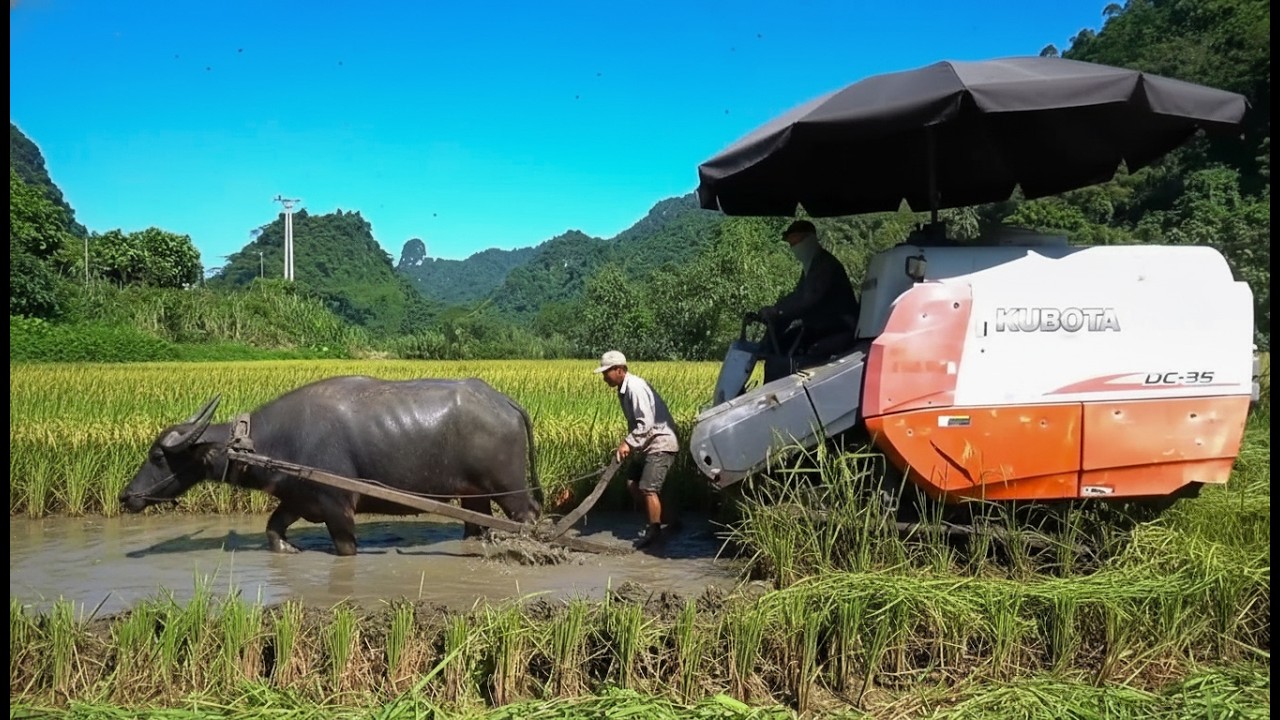 From Hard Soil to Fertile Fields | Farming with Primitive Tools